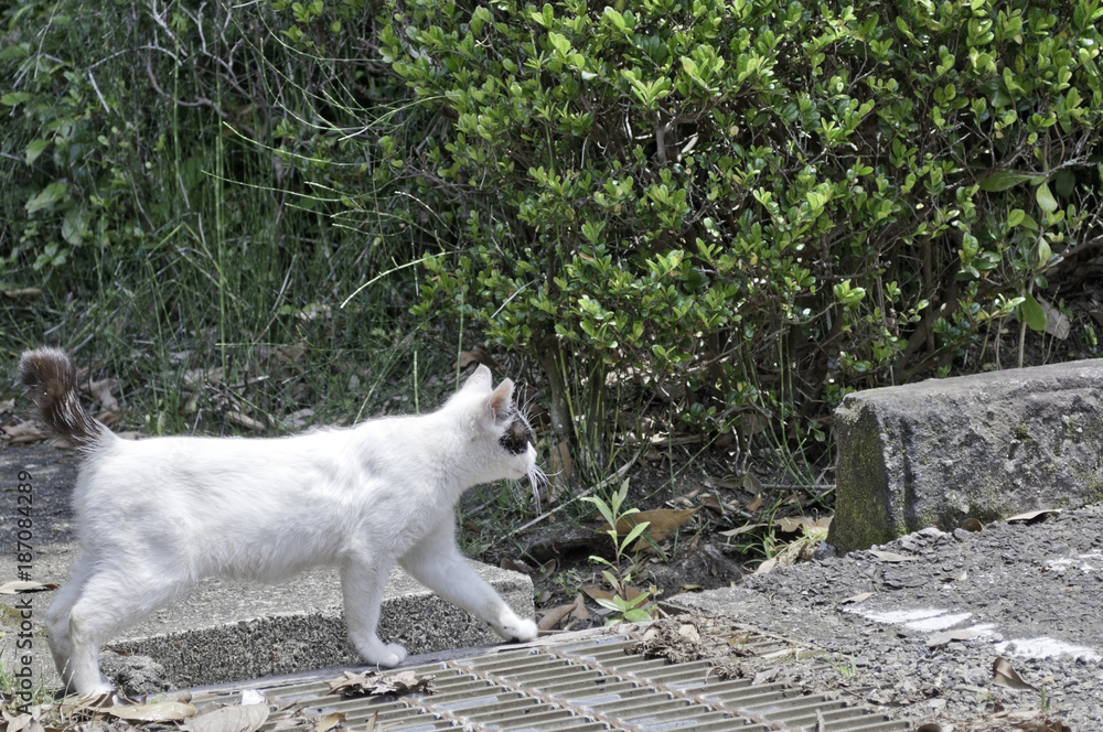 野良猫の散歩 野良猫の散歩