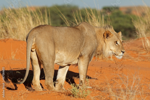 Male African lion (Panthera leo) on a red sand dune, Kalahari desert, South Africa.