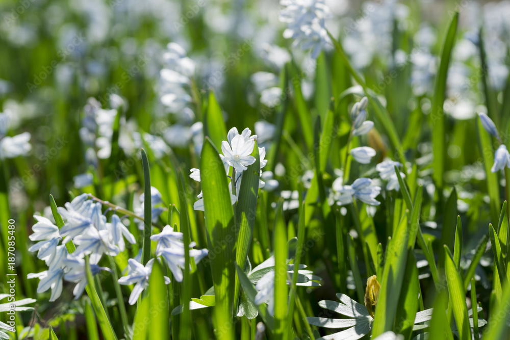 Fototapeta premium Wiese mit Blausternen im Frühling