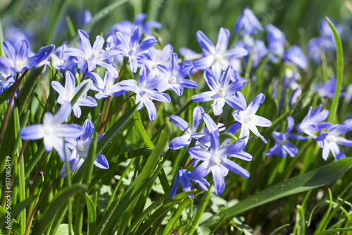 Wiese mit Blausternen im Frühling