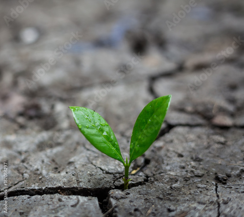Young plant growing in the morning light with green nature bokeh background . New life growth ecology business financial concept.