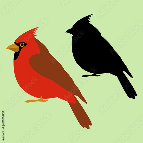 cardinal bird   vector illustration  black silhouette  flat style photo