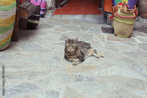 Fotografie Cat relaxing outside