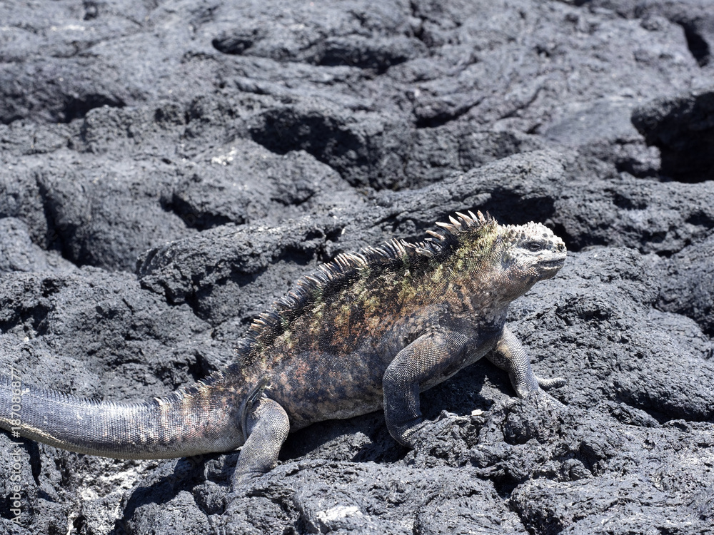 Marine Iguana, Amblyrhynchus cristatus albemarlensis, is a subspecies on Isabela Island, Galapagos, Ecuador Marine Iguana, Amblyrhynchus cristatus albemarlensis, is a subspecies on Isabela Island, Galapagos, Ecuador