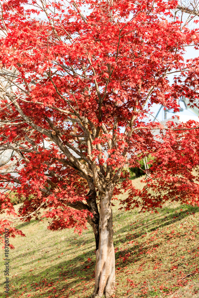Red maple tree leaves in autumn of Japan Red maple tree leaves in autumn of Japan