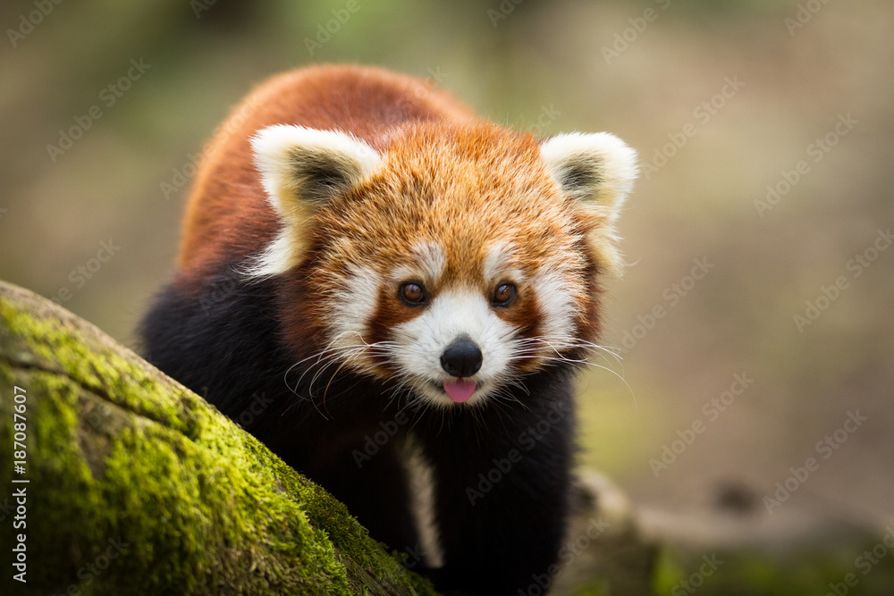Photographie Red Panda - Panda Roux - Acheter-le sur Europosters.fr