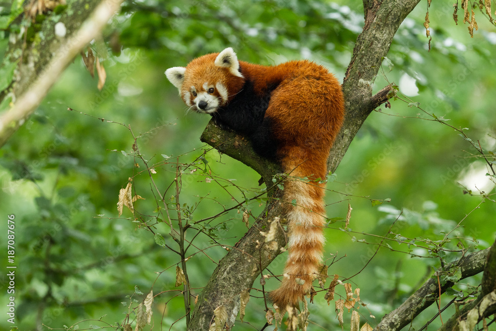 Red Panda - Panda Roux