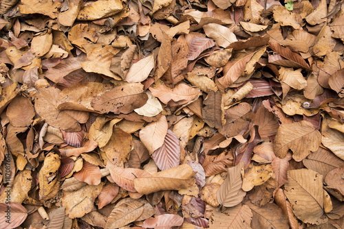 The leaves are stacked on the floor   