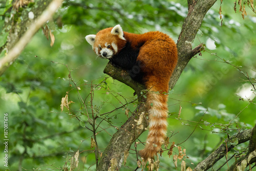 Obraz na płótnie Red Panda - Panda Roux w salonie