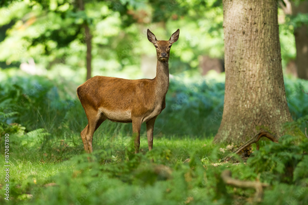 Red Deer - Cerf Rouge