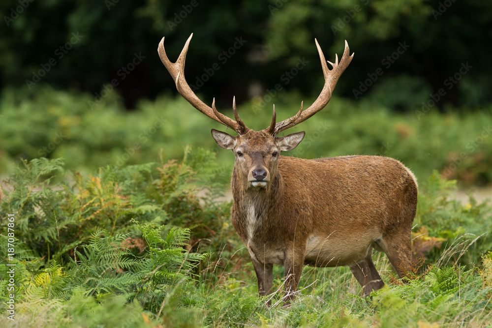 Red Deer - Cerf Rouge