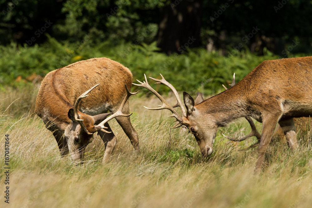 Red Deer - Cerf Rouge