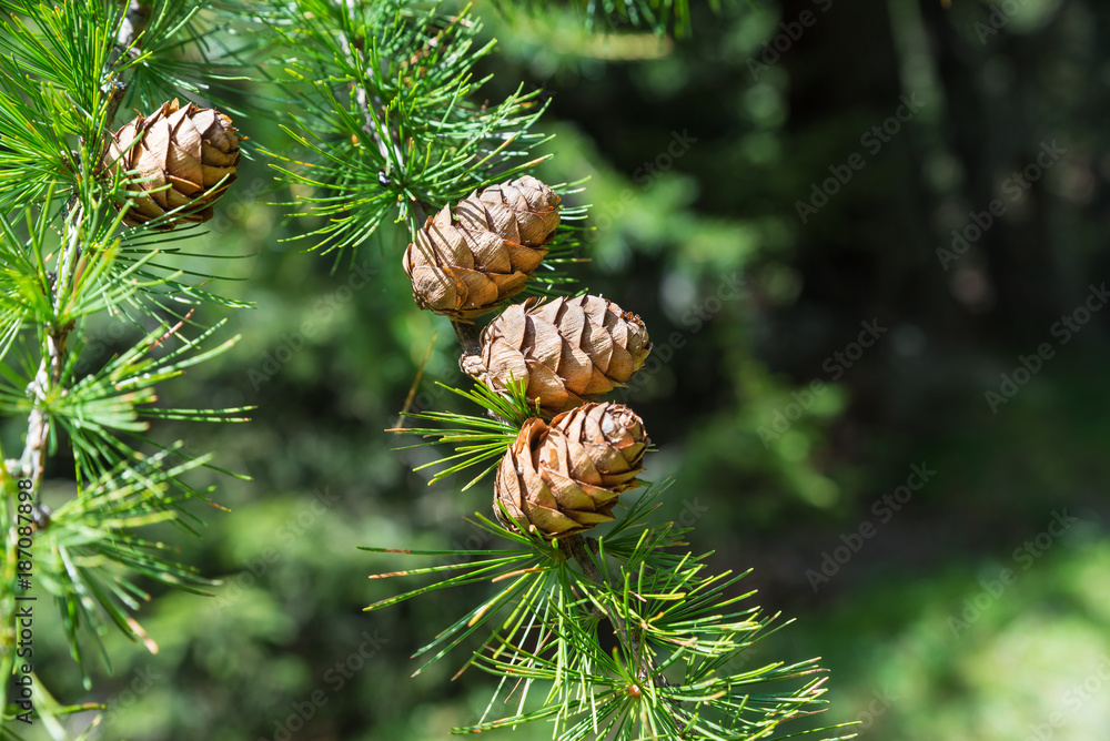 Sprig of European Larch (Larix decidua) with pine cones on blurred background and copy space on the right. Photo taken in the summer on the Alps. The larch is the only deciduous European conifer - obrazy, fototapety, plakaty 