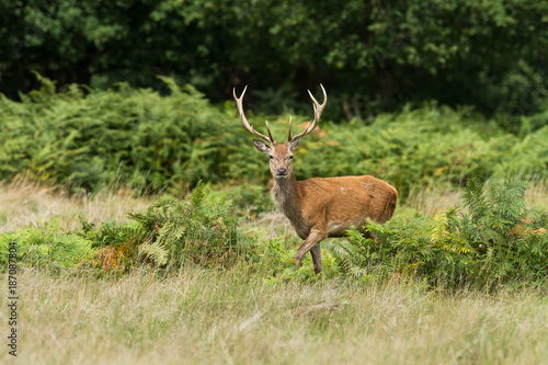 Red Deer - Cerf Rouge