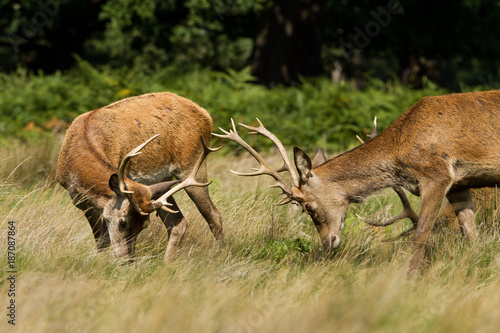 Obraz na płótnie Red Deer - Cerf Rouge w salonie