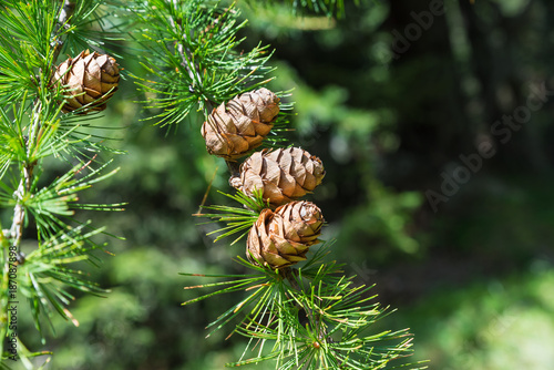 Sprig of European Larch (Larix decidua) with pine cones on blurred background and copy space on the right. Photo taken in the summer on the Alps. The larch is the only deciduous European conifer photo