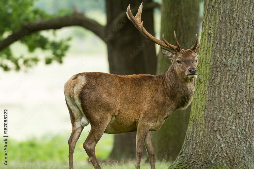 Red Deer - Cerf Rouge Red Deer - Cerf Rouge