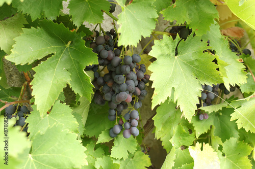 Summer grapes harvest
