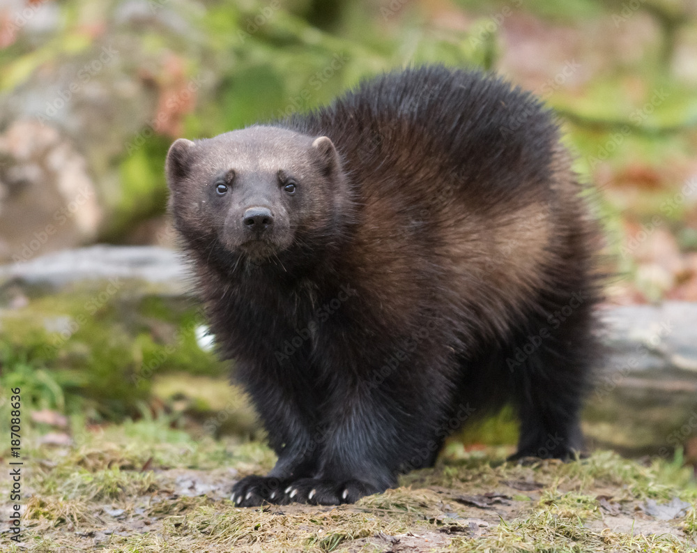 Fototapeta premium Wolverine - Glouton