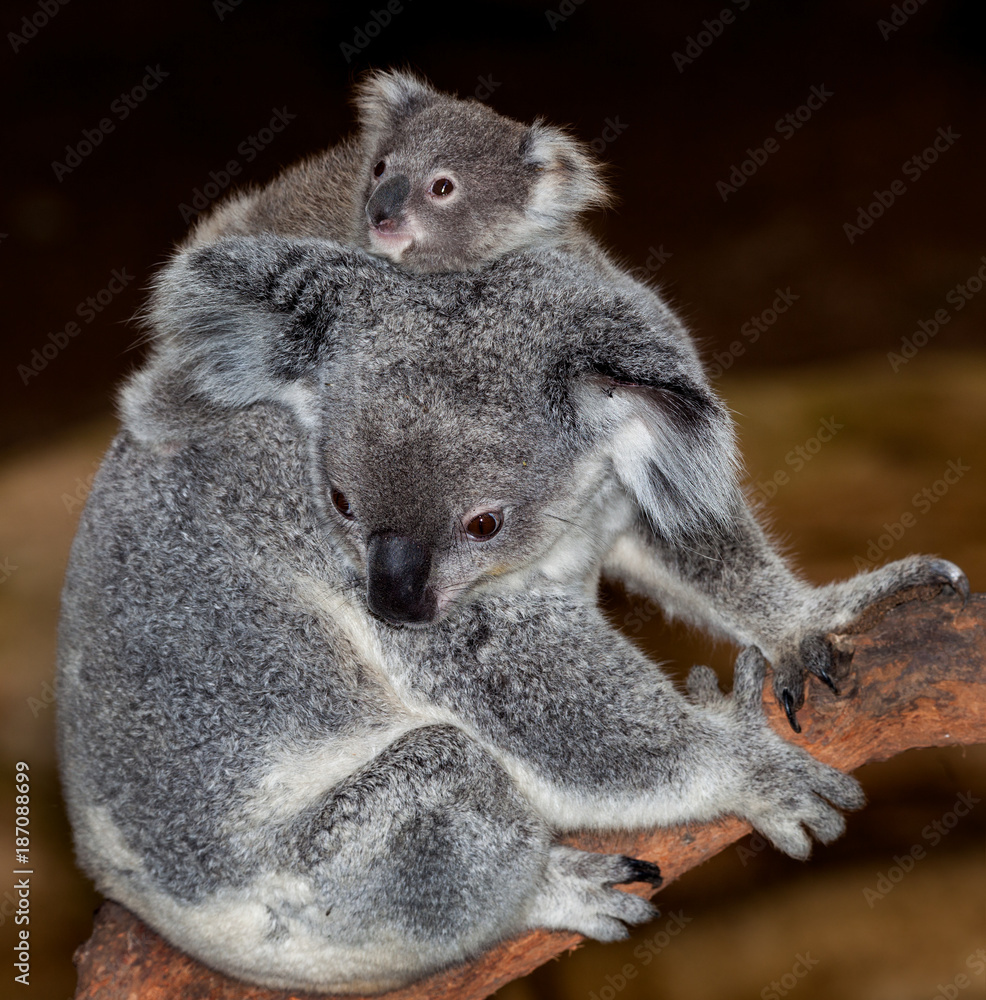 Obraz premium koala baby and mum