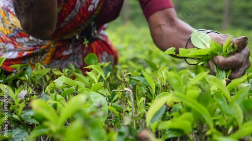 Closeup Female Hands Picking Tea Leaves At A Tea Plantation. 4K.  photo