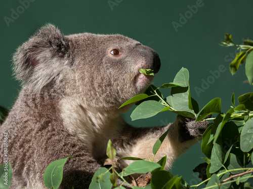 Photography koala eating