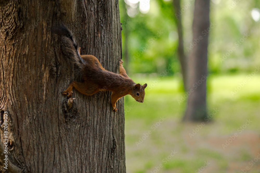 protein, squirrel, tree, animal, nature, wildlife, wild, mammal, rodent, cute, fur, park, forest, red, fluffy, brown, green, animals, tail, wood, funny, summer, outdoors, climbing