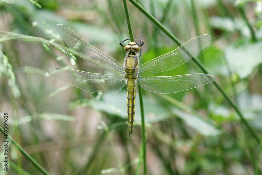 Beautiful dragonfly on plant stem. Close-up photo of a Dragonfly. Ukraine. 2017 Beautiful dragonfly on plant stem. Close-up photo of a Dragonfly. Ukraine. 2017