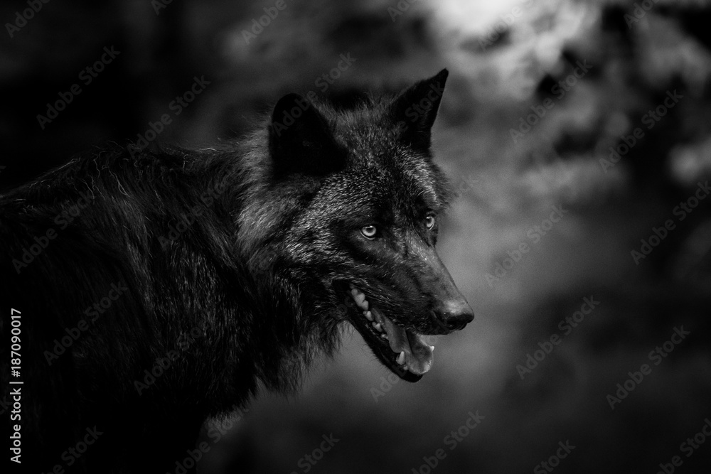 Loup Noir - Black Wolf Stock Photo | Adobe Stock