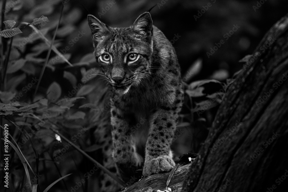 Fototapeta premium Lynx