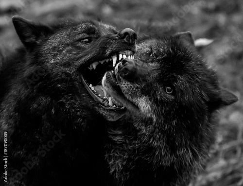 Loup Noir - Black Wolf