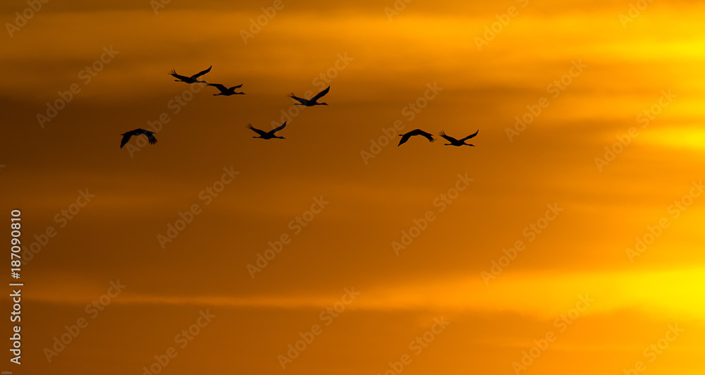 Fototapeta premium grues cendrées