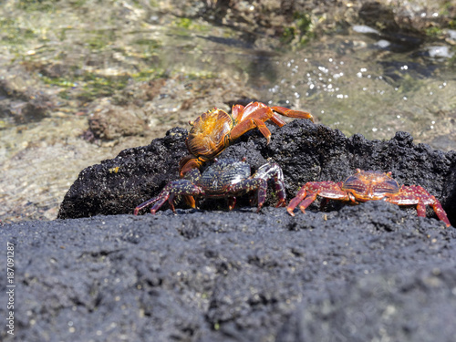 The red rock crab, Grapsus grapsus, on lava ravines of Isabela Island, Galapagos, Ecuador