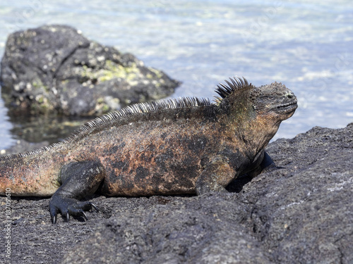 Marine Iguana, Amblyrhynchus cristatus albemarlensis, is a subspecies on Isabela Island, Galapagos, Ecuador
