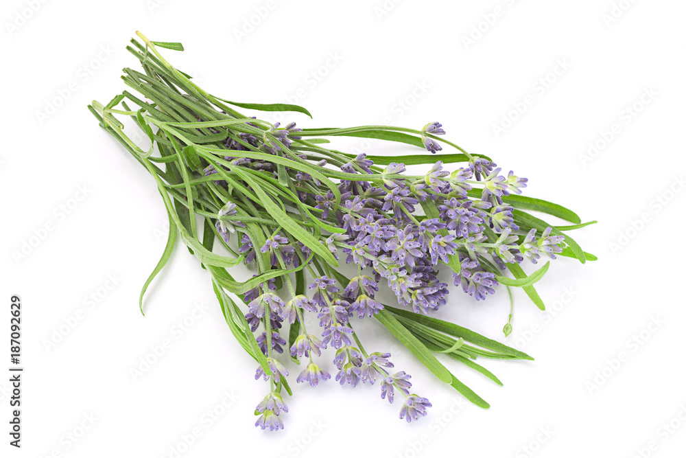 Fototapeta premium Lavender plant blossom