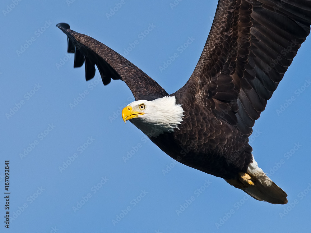 Fototapeta premium Bald Eagle in Flight
