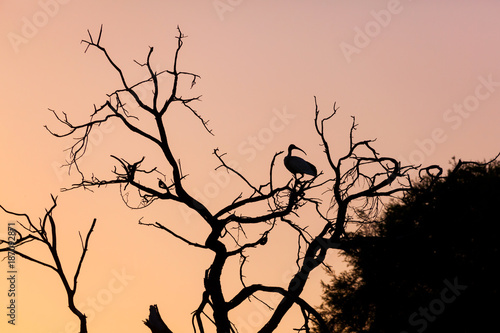 An Ibis sitting in a tree during sunset. Perth  Western Australia  Australia.