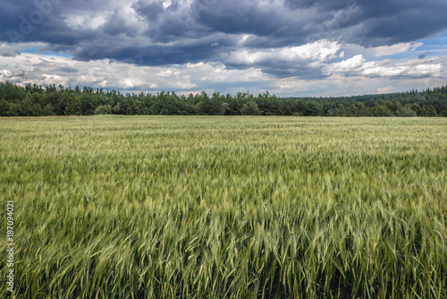 Green Barley field in Silesia region of Poland
