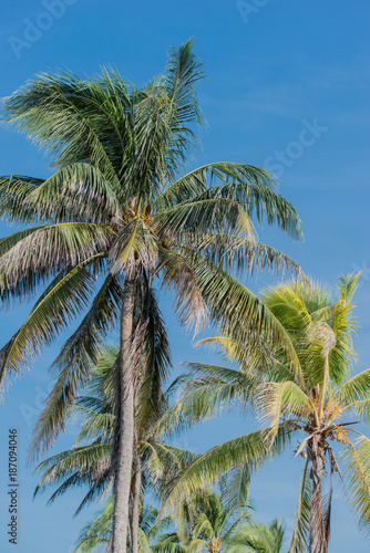 Palme auf Kuba Varadero © Natascha