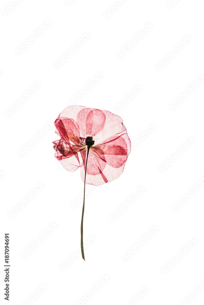 Naklejka premium suche kwiaty maku