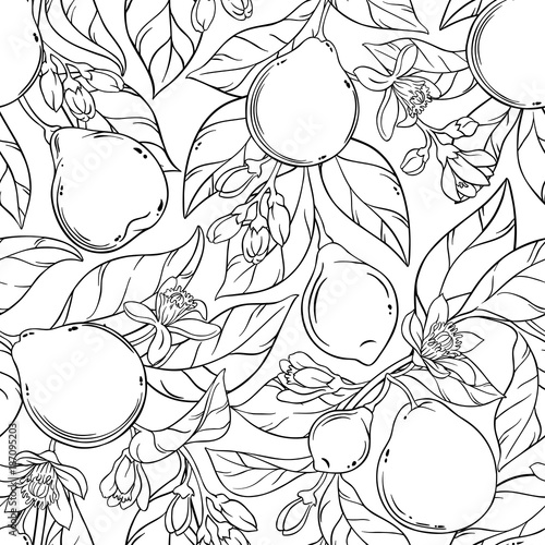 bergamot seamless pattern