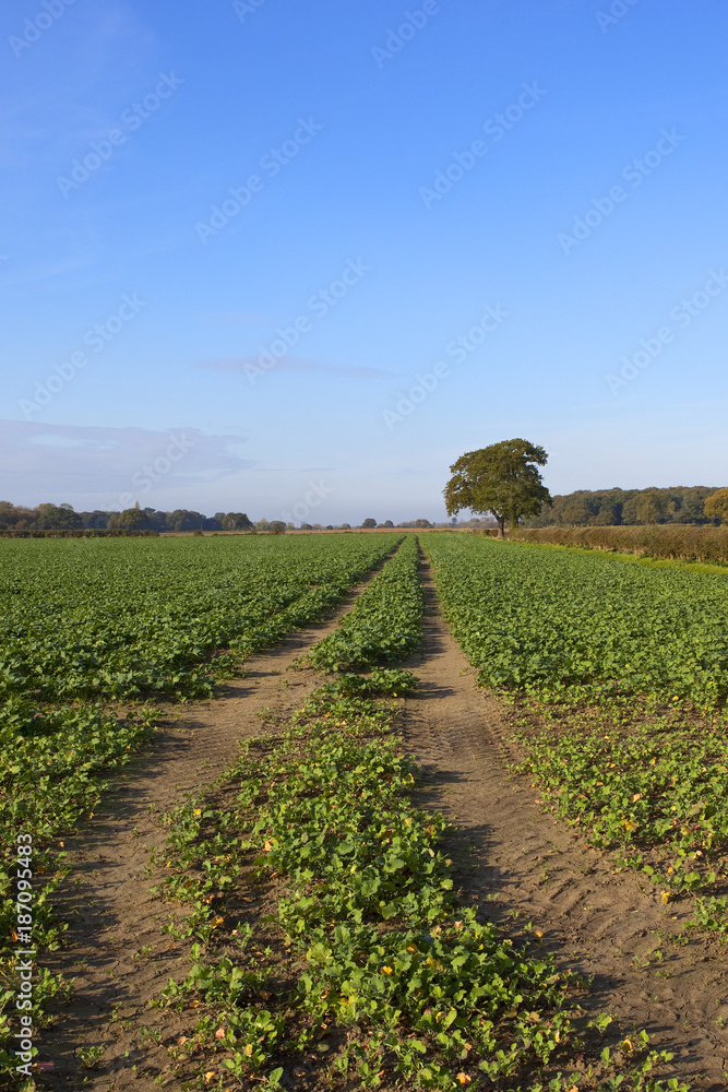 autumn canola crop