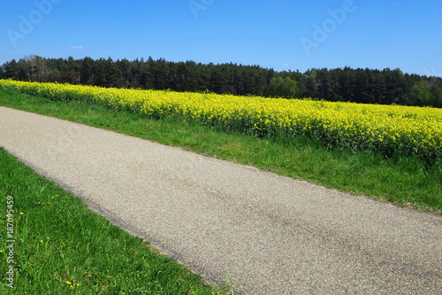 Feldweg und Raps