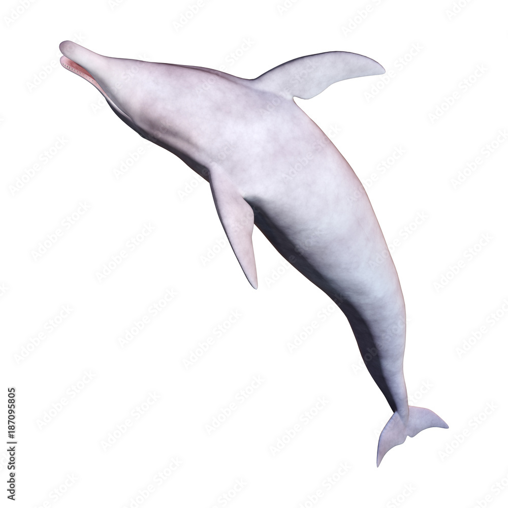 Obraz premium 3D Rendering Dolphin on White