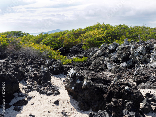 Black lava ropes, on the coast Isabela island Isabela, Galapagos, Ecuador © vladislav333222