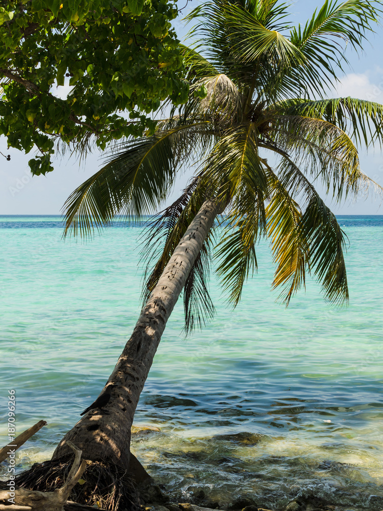 Naklejka premium Palm tree and a tropical bird against the turquoise water of Indian Ocean, light clouds in the sky above the horizon line, peace and quiet of the tropical island. Maldives, Indian Ocean. Travel and