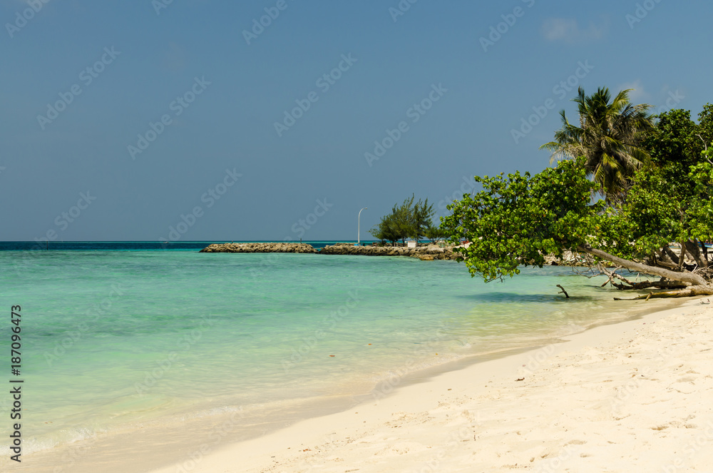 Amazing beach on Maldives with white sand, tree bending over the turquoise water of the Indian Ocean. On background: ocean, green foliage of tropical tree, stone dock and blue sky