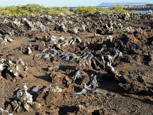 Marine Iguana, Amblyrhynchus cristatus albemarlensis, with some places found in large numbers, Isabela Island, Galapagos, Ecuador © vladislav333222