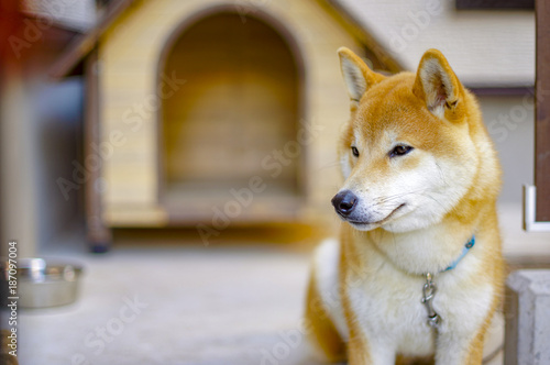 Obraz w ramie 柴犬ボン