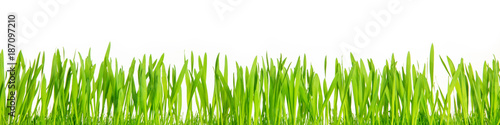 Panorama, grünes gras oder Ostergras vor weißem Hintergrund